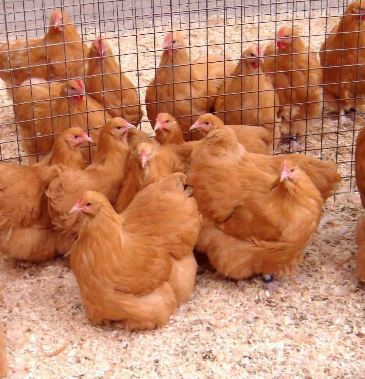 6 Buff Orpington chicken hatching eggs