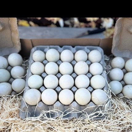 Duck Eggs – Tray of 20 Eggs Perfect for home Baking