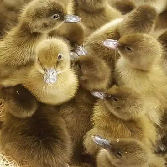 6 khaki Campbell Duck Hatching eggs