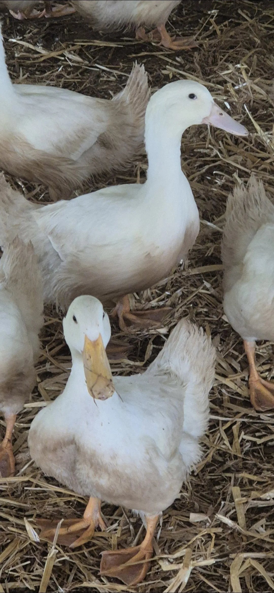 6 Cherry Valley Duck Hatching eggs