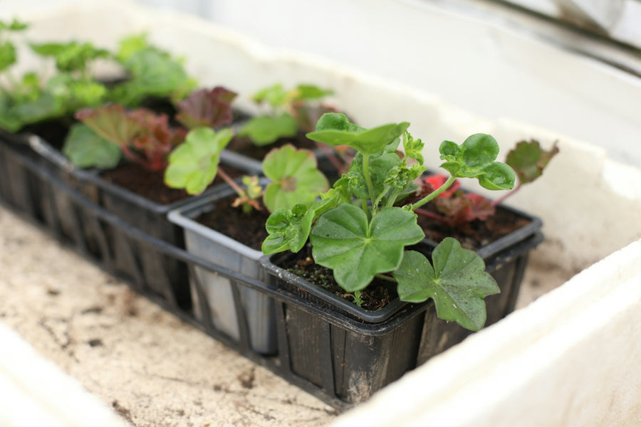 Young plants growing in small pots
