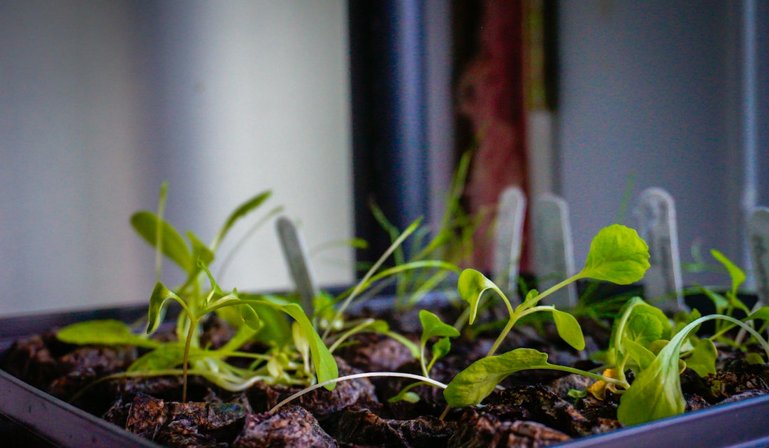 Small green seedlings growing in a dark tray with labels