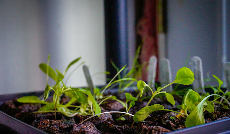 Small green seedlings growing in a dark tray with labels