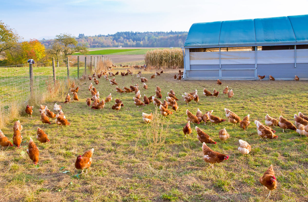 Farm to Door Deliveries