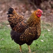 6 Wyandotte Chicken Hatching Eggs