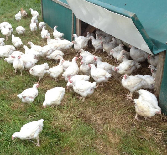 Free range Chicken Selection
