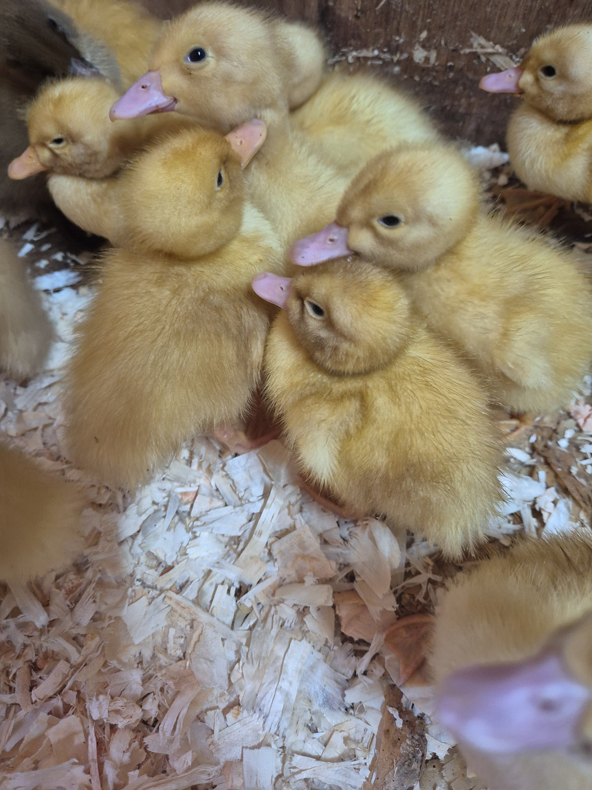 Hatching Eggs