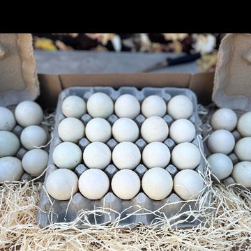 Egg Delivery