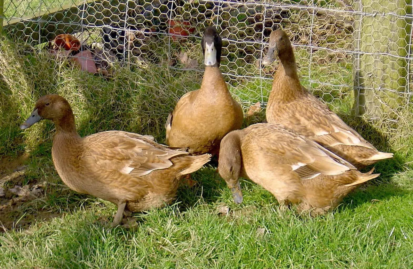 6 khaki Campbell Duck Hatching eggs