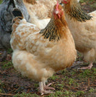 6 Buff Sussex Chicken Hatching Eggs