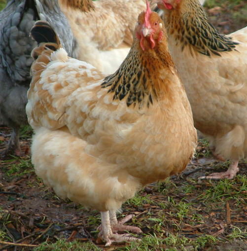6 Buff Sussex Chicken Hatching Eggs