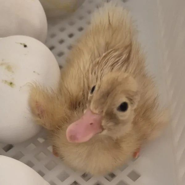 6 Cherry Valley Duck hatching eggs