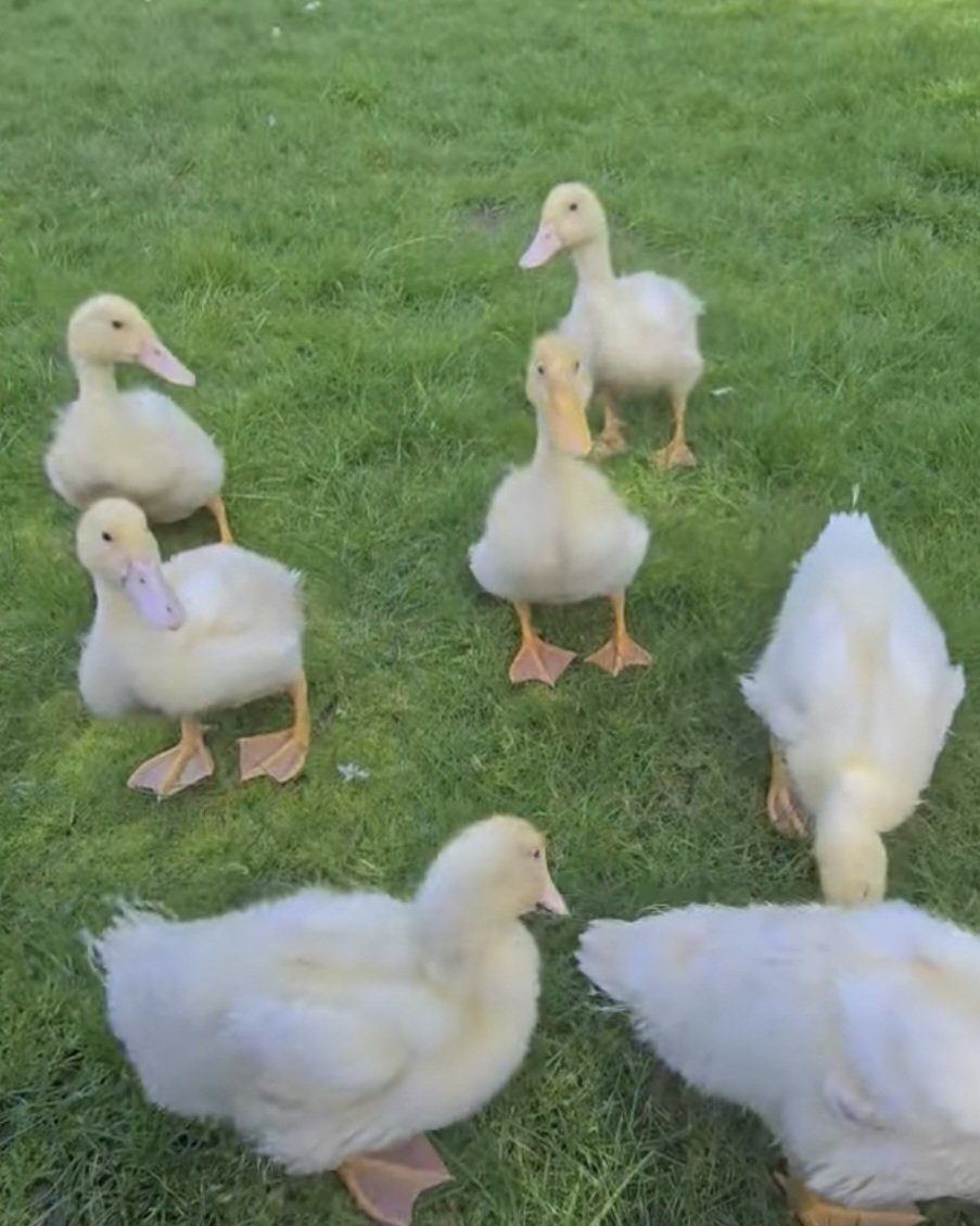 6 Cherry Valley Duck Hatching eggs