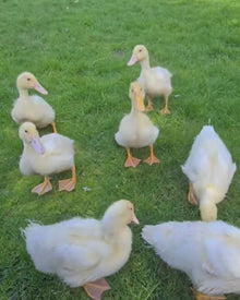 6 Cherry Valley Duck Hatching eggs