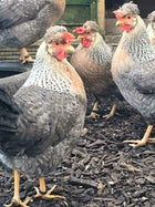6 Cream Legbar Chicken Hatching Eggs