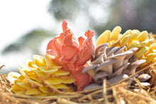 Grow your own Mushrooms Kit | Learn the joy to grow | Birthday Presents