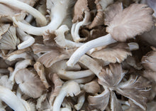 Grow your own Mushrooms Kit | Learn the joy to grow | Birthday Presents