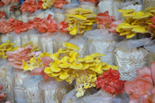 Grow your own Mushrooms Kit | Learn the joy to grow | Birthday Presents