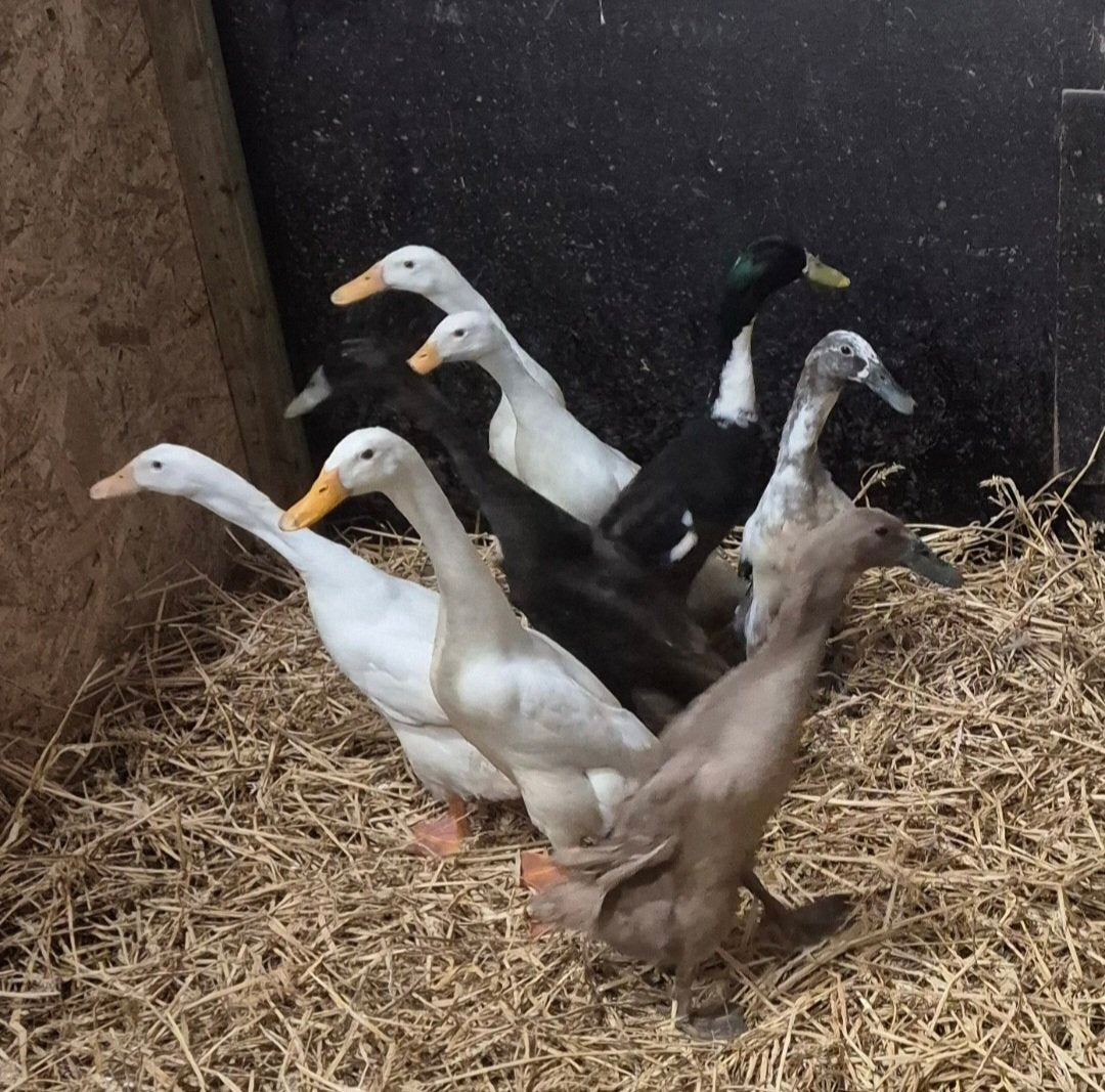 6 Indian Runner Hatching eggs