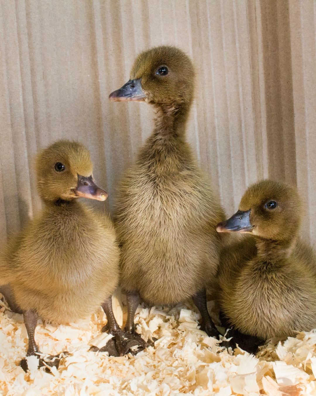 6 khaki Campbell Duck Hatching eggs