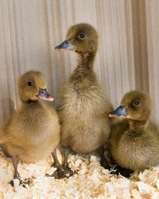 6 khaki Campbell Duck Hatching eggs