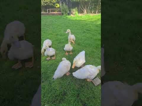 6 Cherry Valley Duck Hatching eggs