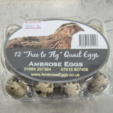 Egg Delivery