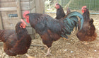 6 Rhode Island Red Chicken Hatching Eggs
