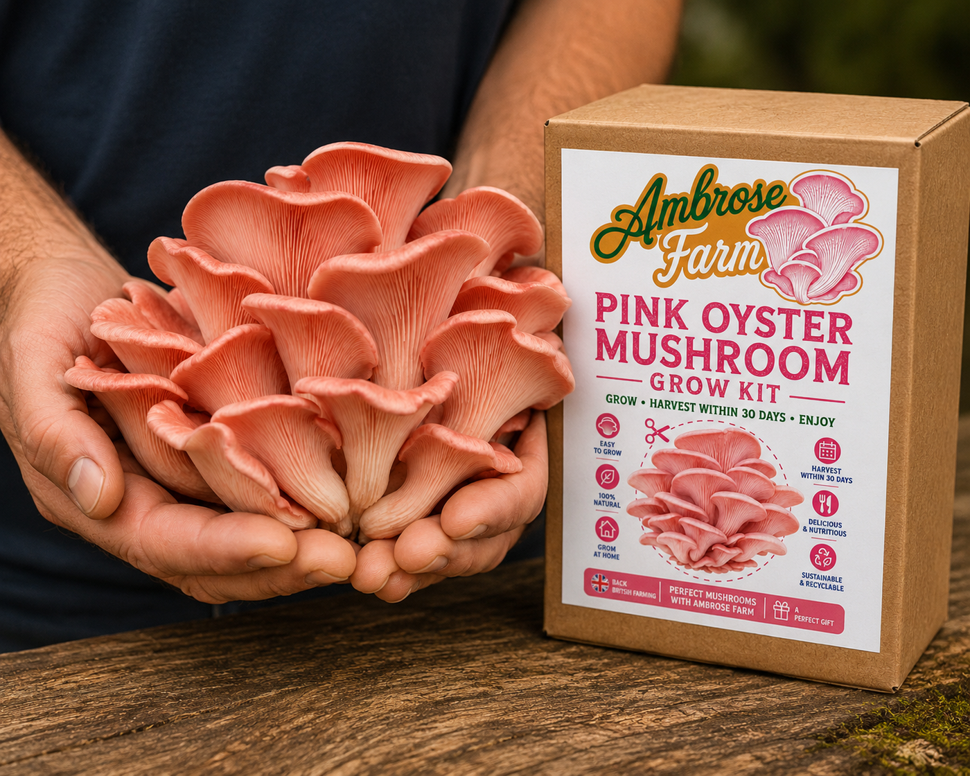Mushroom Grow Kit Gift – Grow Your Own Blue, Pink & Yellow Oyster Mushrooms