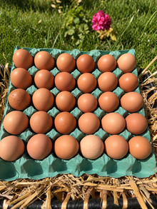 Free range chicken eggs - Farm to Door