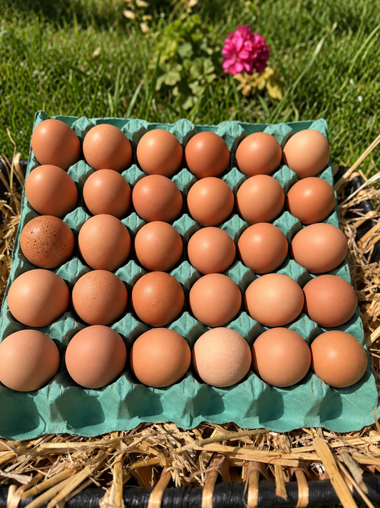 Free range chicken eggs - Farm to Door