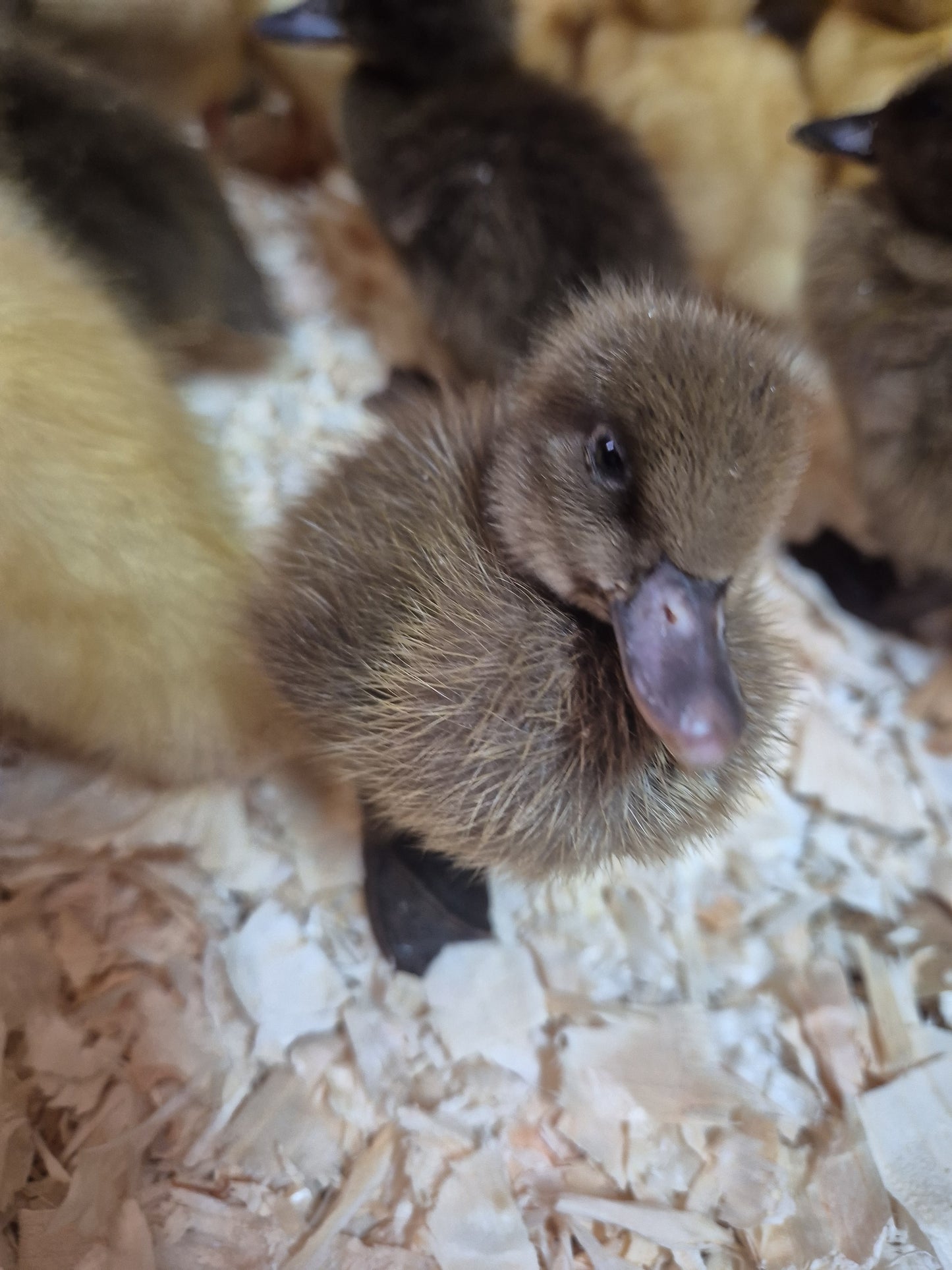 khaki Campbell Duck Hatching 6 eggs