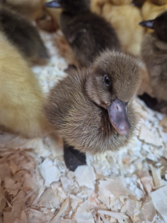 khaki Campbell Duck Hatching 6 eggs