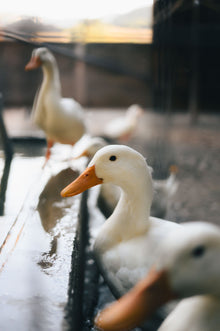 Devonshire Duck eggs - Tray of 20