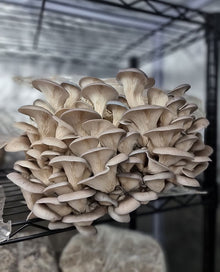 Grow your own Mushrooms Kit | Learn the joy to grow | Birthday Presents