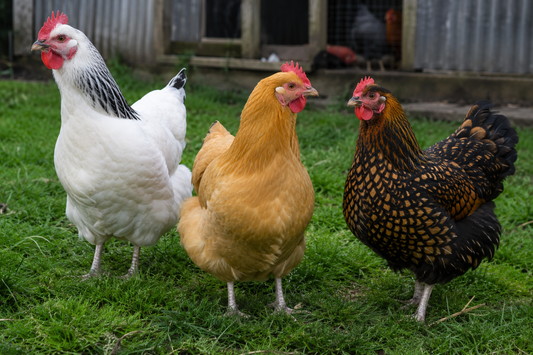 6 Mixed Breed Chicken Hatching Eggs (Light Sussex, Buff Sussex & Gold Laced Wyandotte)