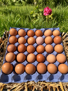 Free range chicken eggs - Farm to Door