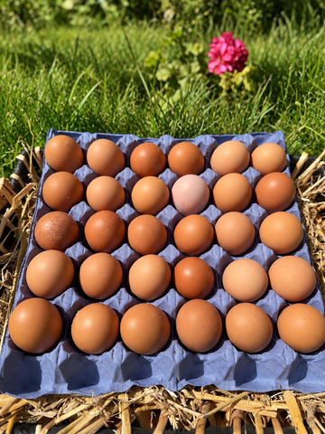 Free range chicken eggs - Farm to Door