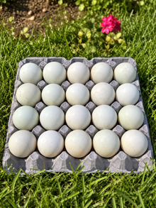 Devonshire Duck eggs - Tray of 20