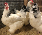 6 Light Sussex Chicken Hatching Eggs