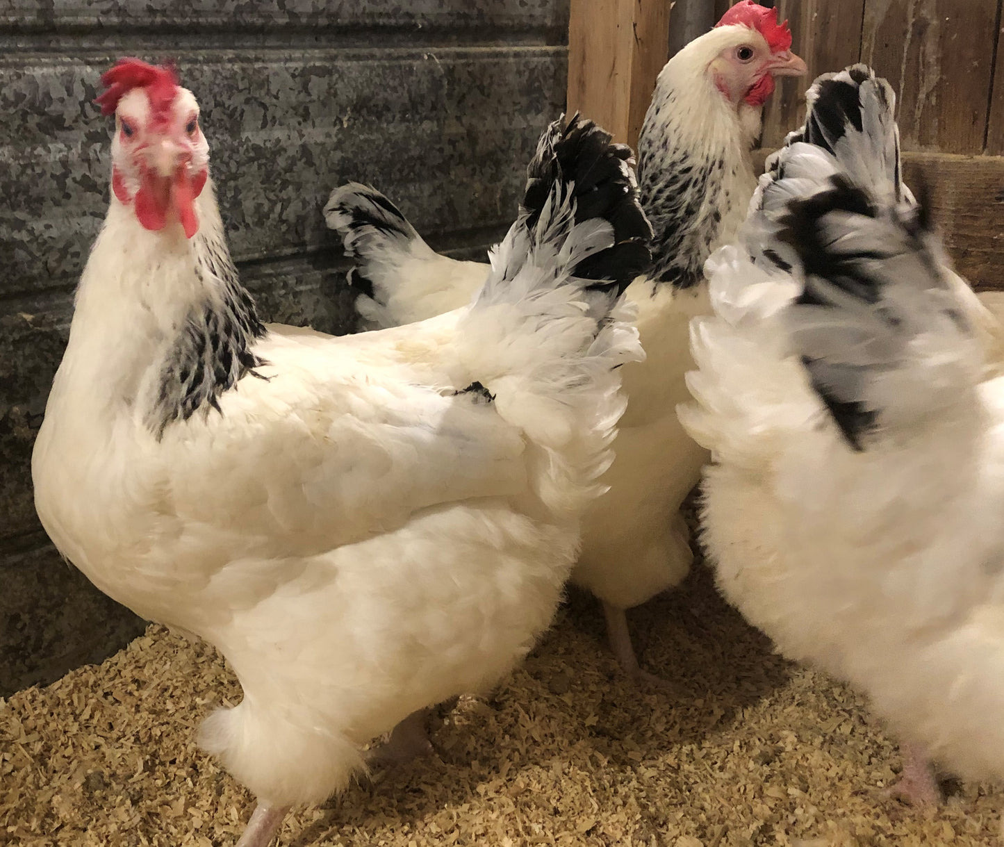 6 Light Sussex Chicken Hatching Eggs